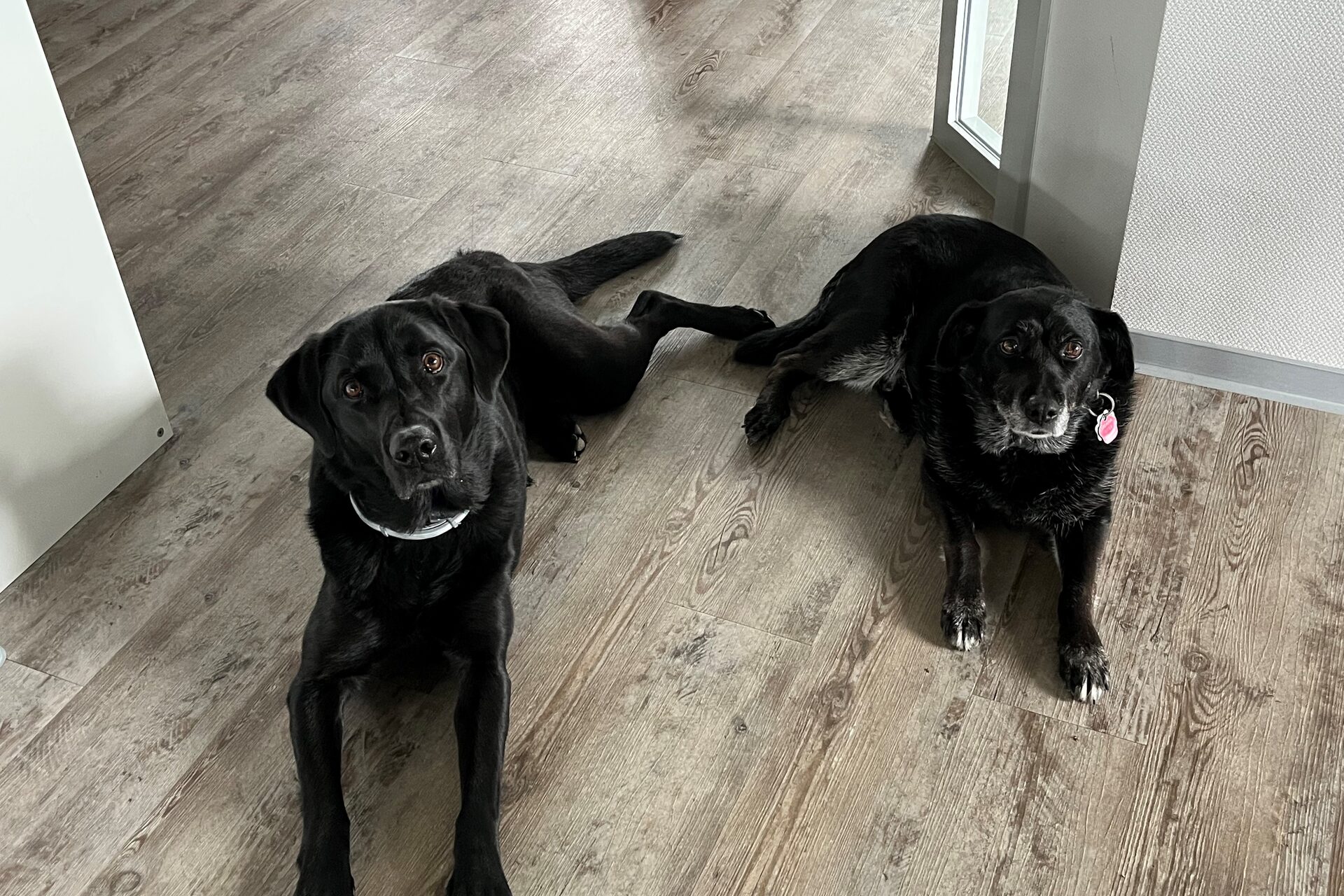 Donna und Luna im Büro